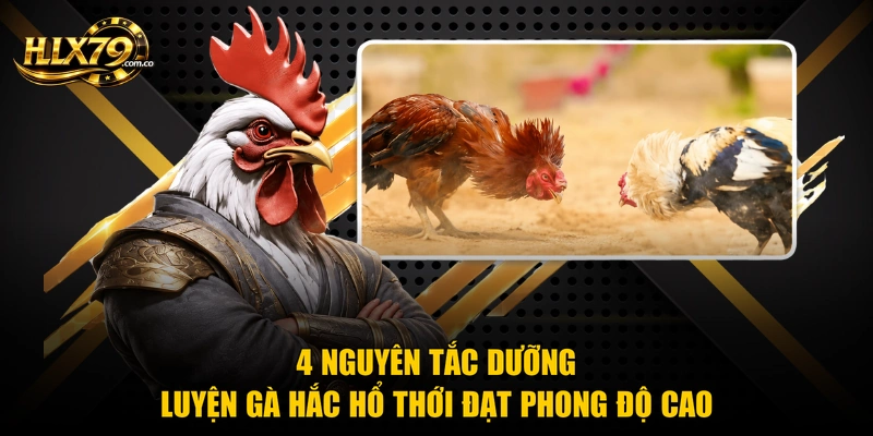 Gà Hắc Hổ Thới - Chiến Kê Cực Hiếm Và 4 Bí Quyết Nuôi Gà Hắc Hổ Thới - Chiến Kê Cực Hiếm Và 4 Bí Quyết Nuôi