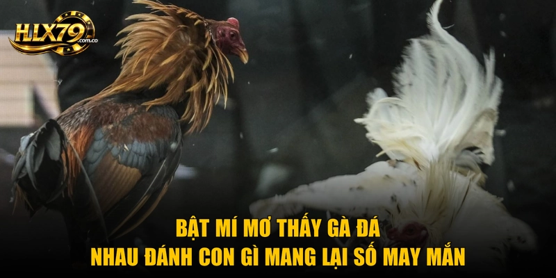 Mơ Thấy Gà Đá Nhau Đánh Con Gì Chuẩn Xác Từ Hlx79 Mơ Thấy Gà Đá Nhau Đánh Con Gì Chuẩn Xác Từ Hlx79