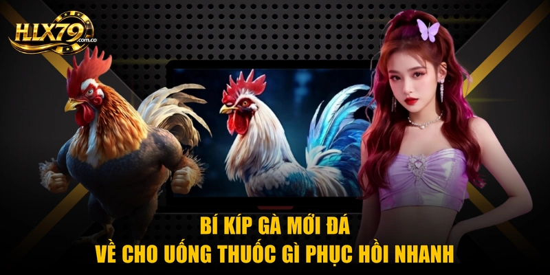 Gà Mới Đá Về Cho Uống Thuốc Gì Phục Hồi Nhanh Sau 24H