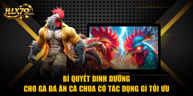 Cho Gà Đá Ăn Cà Chua Có Tác Dụng Gì Với Sức Khỏe Chiến Kê Cho Gà Đá Ăn Cà Chua Có Tác Dụng Gì Với Sức Khỏe Chiến Kê