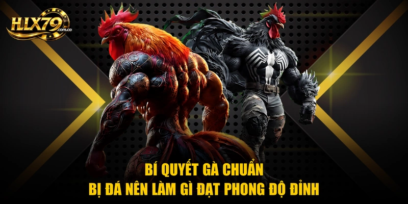 Gà Chuẩn Bị Đá Nên Làm Gì - Bí Quyết Chuẩn Từ Hlx 79 Gà Chuẩn Bị Đá Nên Làm Gì - Bí Quyết Chuẩn Từ Hlx 79
