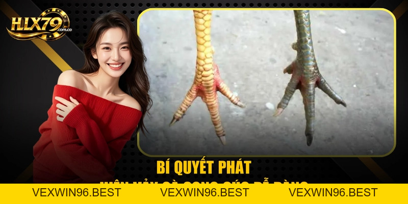 Vảy Gà Song Cúc Và 3 Dấu Hiệu Nhận Biết Chuẩn Từ Hlx 79