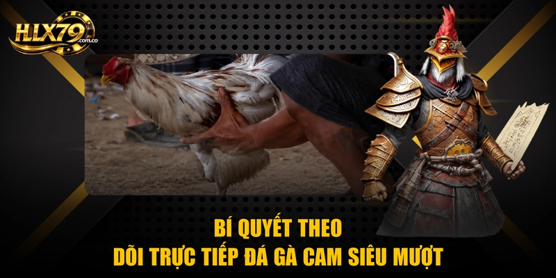 Trực Tiếp Đá Gà Cam Chuẩn HD Số 1 Ở Nền Tảng Hlx79 Trực Tiếp Đá Gà Cam Chuẩn HD Số 1 Ở Nền Tảng Hlx79