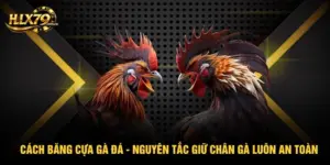 Blog Đá gà - hlx79