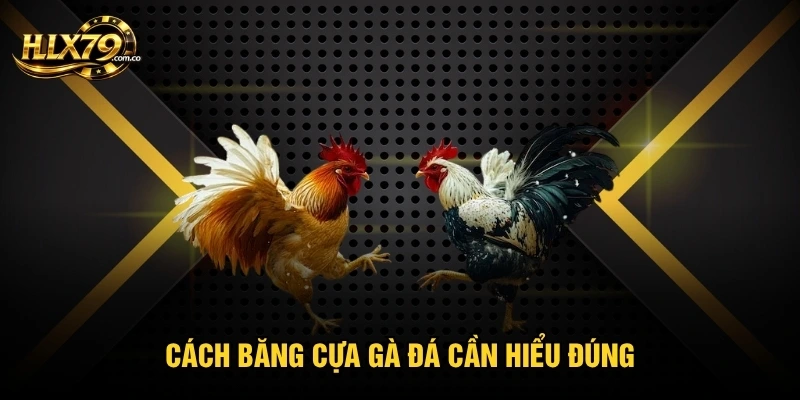 Cách Băng Cựa Gà Đá - Nguyên Tắc Giữ Chân Gà Luôn An Toàn
