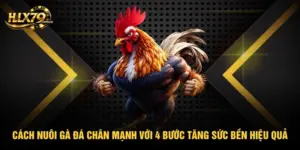 HLX79 – Đá Gà Trực Tiếp HD, Xem Đá Gà Thomo Hôm Nay