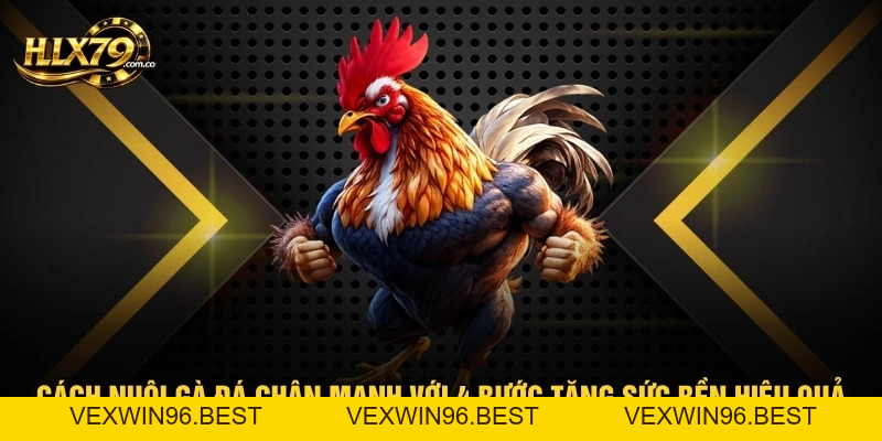 Cách Nuôi Gà Đá Chân Mạnh Với 4 Bước Tăng Sức Bền Hiệu Quả