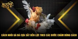 HLX79 – Đá Gà Trực Tiếp HD, Xem Đá Gà Thomo Hôm Nay