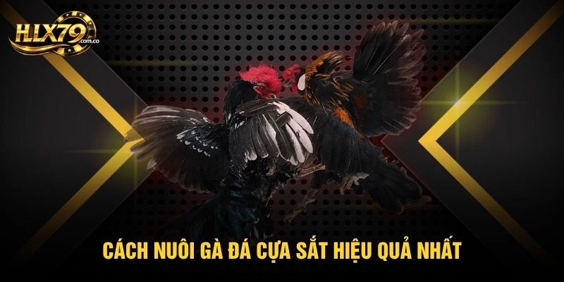 Cách Nuôi Gà Đá Cựa Sắt Bền Lực Theo Các Bước Chăm Đúng Cách Cách Nuôi Gà Đá Cựa Sắt Bền Lực Theo Các Bước Chăm Đúng Cách