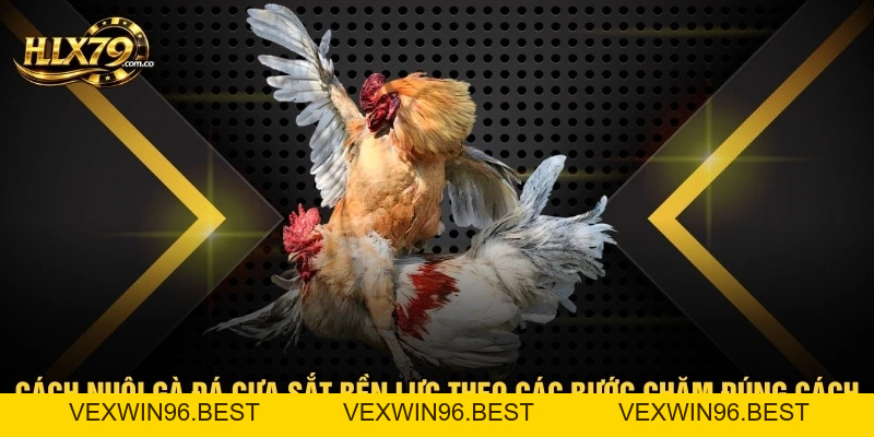 Cách Nuôi Gà Đá Cựa Sắt Bền Lực Theo Các Bước Chăm Đúng Cách