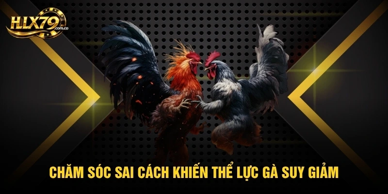 Cách Nuôi Gà Đá Chân Mạnh Với 4 Bước Tăng Sức Bền Hiệu Quả Cách Nuôi Gà Đá Chân Mạnh Với 4 Bước Tăng Sức Bền Hiệu Quả