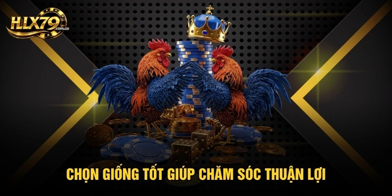 Cách Nuôi Gà Đá Cựa Sắt Bền Lực Theo Các Bước Chăm Đúng Cách Cách Nuôi Gà Đá Cựa Sắt Bền Lực Theo Các Bước Chăm Đúng Cách