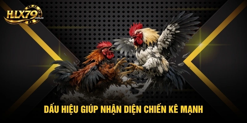 Đá Gà Trực Tiếp C1 - Kịch Tính Từng Pha Khó Đoán Kết Cục