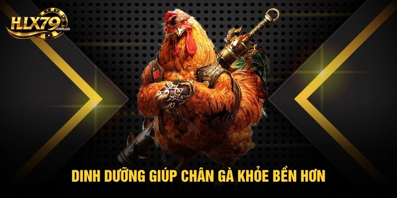 Cách Nuôi Gà Đá Chân Mạnh Với 4 Bước Tăng Sức Bền Hiệu Quả Cách Nuôi Gà Đá Chân Mạnh Với 4 Bước Tăng Sức Bền Hiệu Quả