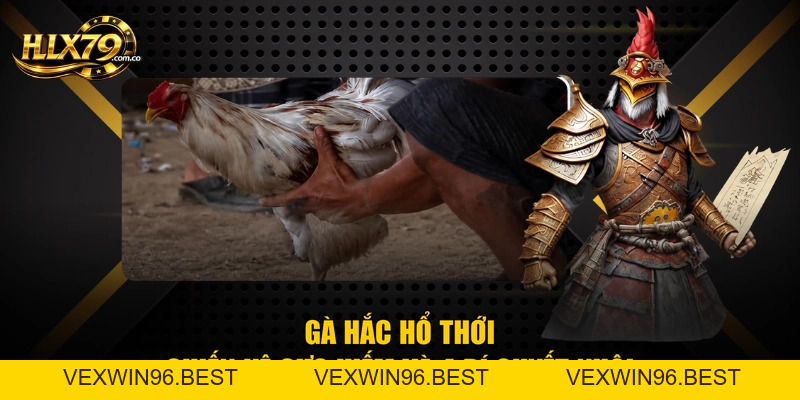Gà Hắc Hổ Thới - Chiến Kê Cực Hiếm Và 4 Bí Quyết Nuôi