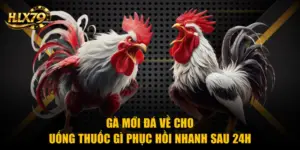 HLX79 – Đá Gà Trực Tiếp HD, Xem Đá Gà Thomo Hôm Nay