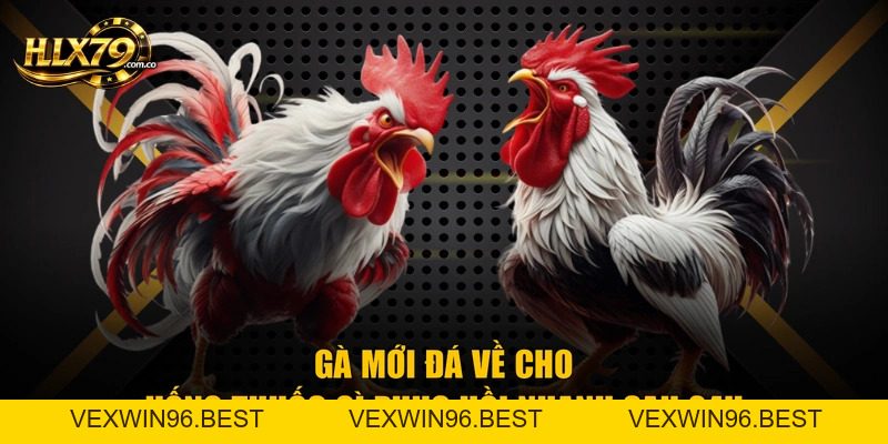 Gà Mới Đá Về Cho Uống Thuốc Gì Phục Hồi Nhanh Sau 24H
