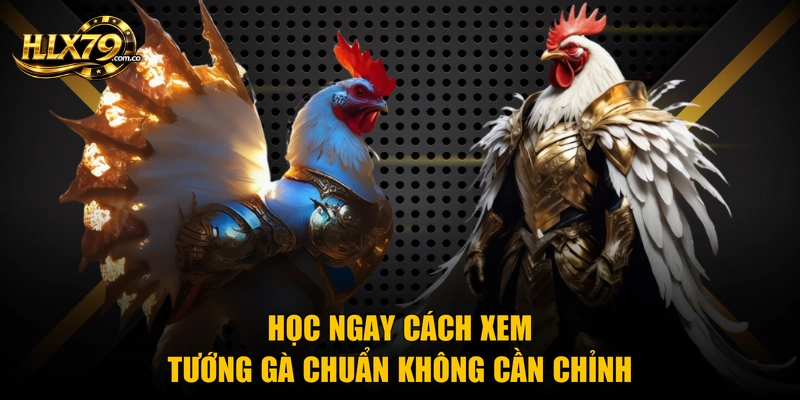 Xem Tướng Gà Chọi – Nghệ Thuật Chọn Chiến Kê Cực Chuẩn Xem Tướng Gà Chọi – Nghệ Thuật Chọn Chiến Kê Cực Chuẩn