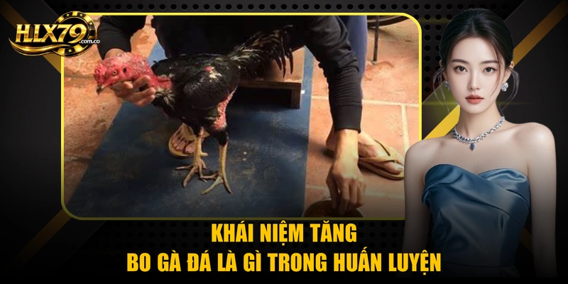 Tăng Bo Gà Đá Là Gì? Cách Nuôi Chuẩn 100% Từ Hlx 79