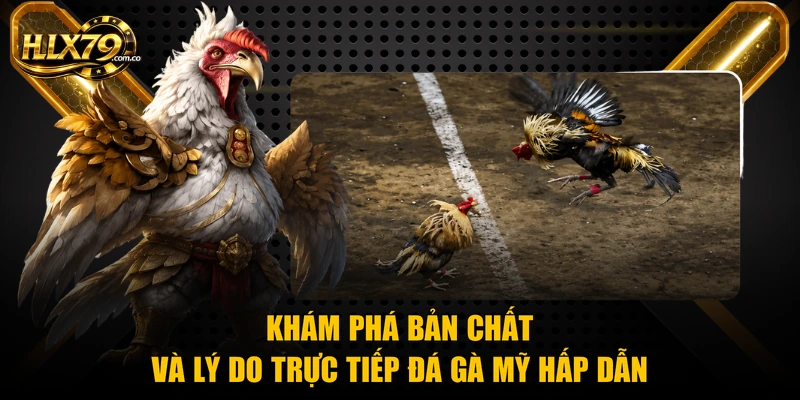 Trực Tiếp Đá Gà Mỹ - Xem Video Chuẩn HD 24/7 Tại Hlx79