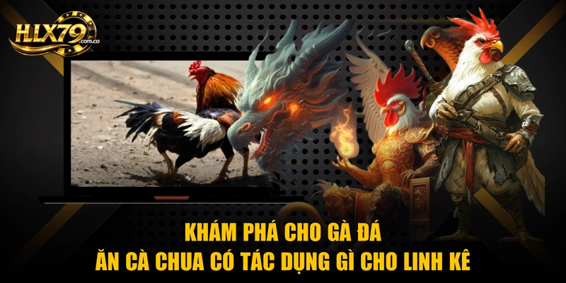 Cho Gà Đá Ăn Cà Chua Có Tác Dụng Gì Với Sức Khỏe Chiến Kê Cho Gà Đá Ăn Cà Chua Có Tác Dụng Gì Với Sức Khỏe Chiến Kê