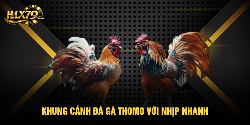 Đá Gà Thomo - Điểm Đáng Chú Ý Khi Theo Dõi Trận Đấu
