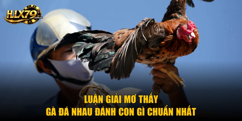 Mơ Thấy Gà Đá Nhau Đánh Con Gì Chuẩn Xác Từ Hlx79 Mơ Thấy Gà Đá Nhau Đánh Con Gì Chuẩn Xác Từ Hlx79