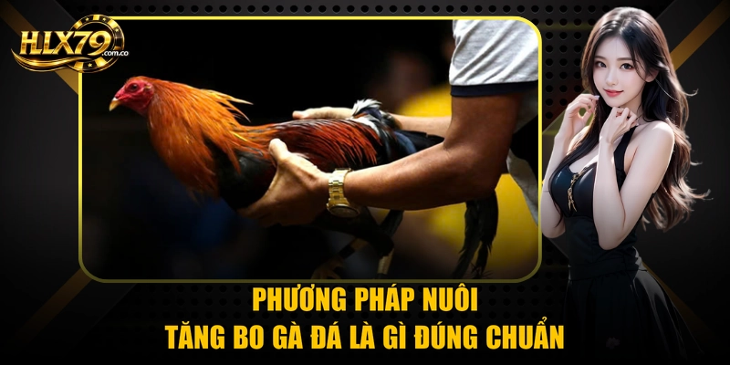 Tăng Bo Gà Đá Là Gì? Cách Nuôi Chuẩn 100% Từ Hlx 79