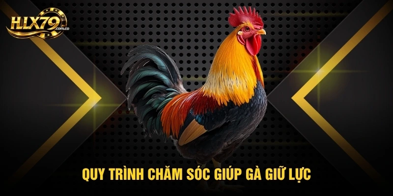 Cách Nuôi Gà Đá Cựa Sắt Bền Lực Theo Các Bước Chăm Đúng Cách Cách Nuôi Gà Đá Cựa Sắt Bền Lực Theo Các Bước Chăm Đúng Cách