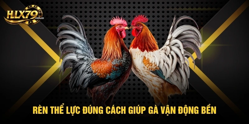 Cách Nuôi Gà Đá Chân Mạnh Với 4 Bước Tăng Sức Bền Hiệu Quả Cách Nuôi Gà Đá Chân Mạnh Với 4 Bước Tăng Sức Bền Hiệu Quả