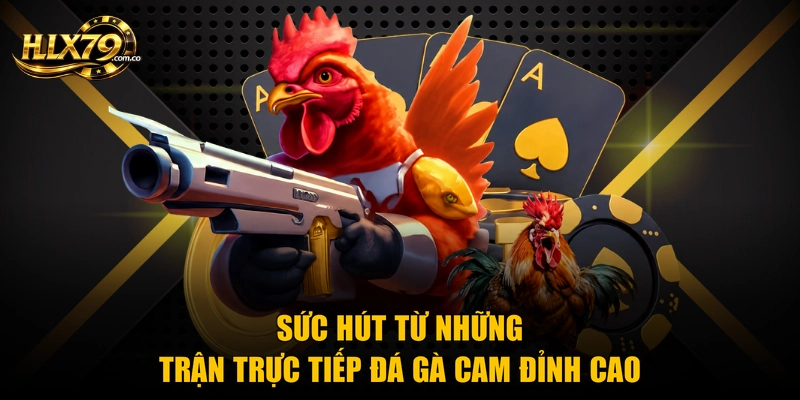 Trực Tiếp Đá Gà Cam Chuẩn HD Số 1 Ở Nền Tảng Hlx79 Trực Tiếp Đá Gà Cam Chuẩn HD Số 1 Ở Nền Tảng Hlx79