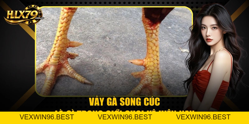 Vảy Gà Song Cúc Và 3 Dấu Hiệu Nhận Biết Chuẩn Từ Hlx 79