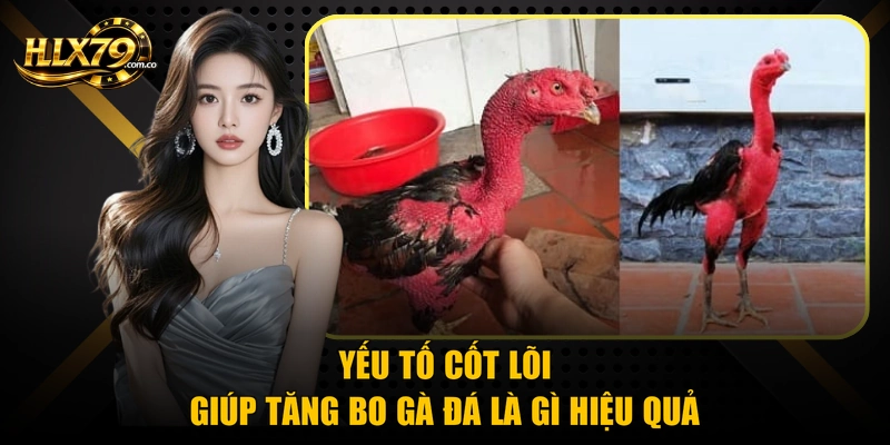 Tăng Bo Gà Đá Là Gì? Cách Nuôi Chuẩn 100% Từ Hlx 79