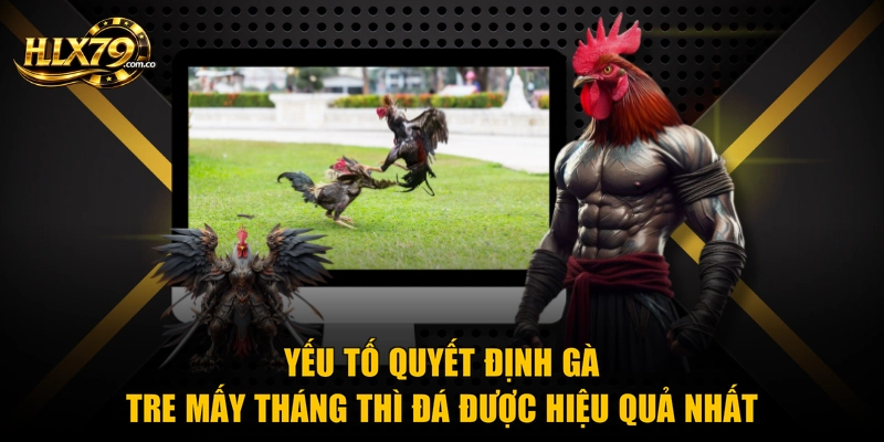 Gà Tre Mấy Tháng Thì Đá Được Theo Kinh Nghiệm Chuyên Gia