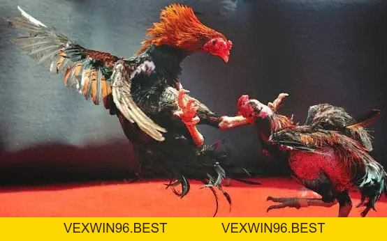 HLX79 – Đá Gà Trực Tiếp HD, Xem Đá Gà Thomo Hôm Nay